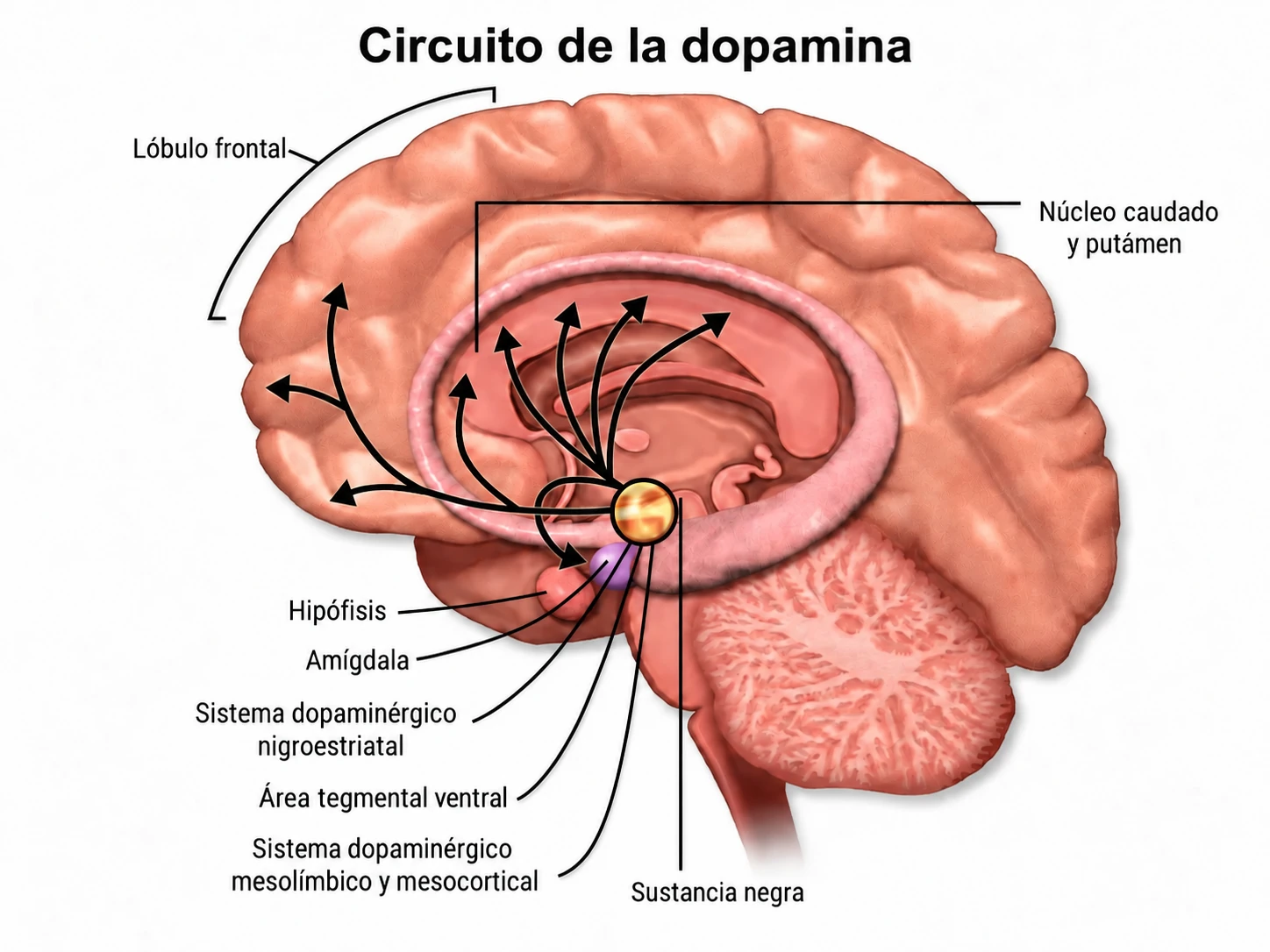 Ilustración del circuito de la dopamina en el cerebro